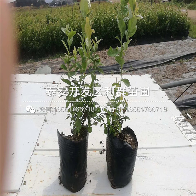 新品種沃農藍莓樹苗、沃農藍莓樹苗多少錢一棵