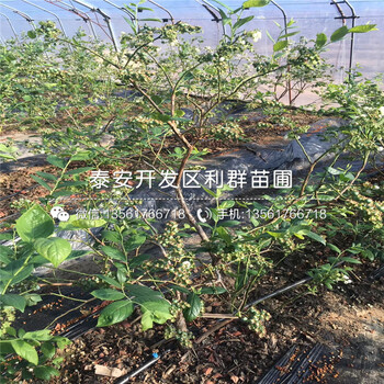藍金藍莓苗哪里有賣、藍金藍莓苗多少錢一棵