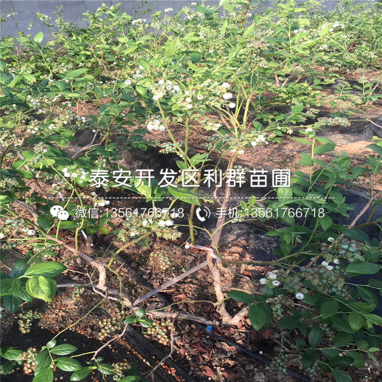 3年生蓝莓树苗、3年生蓝莓树苗批发基地