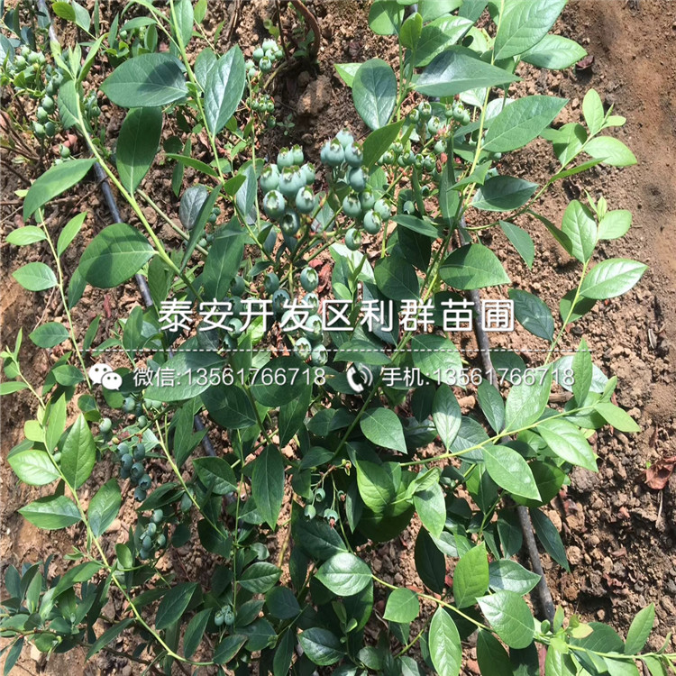 3年生蓝莓树苗、3年生蓝莓树苗批发基地