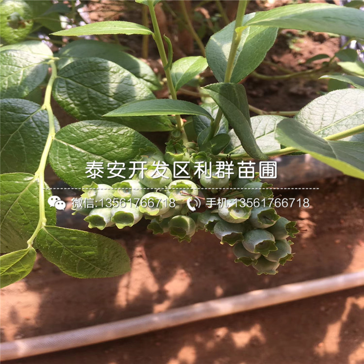 新千年藍莓樹苗、新千年藍莓樹苗新品種