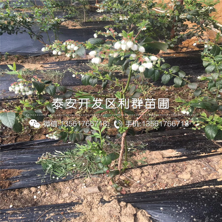 中熟蓝莓苗新品种、中熟蓝莓苗多少钱一棵