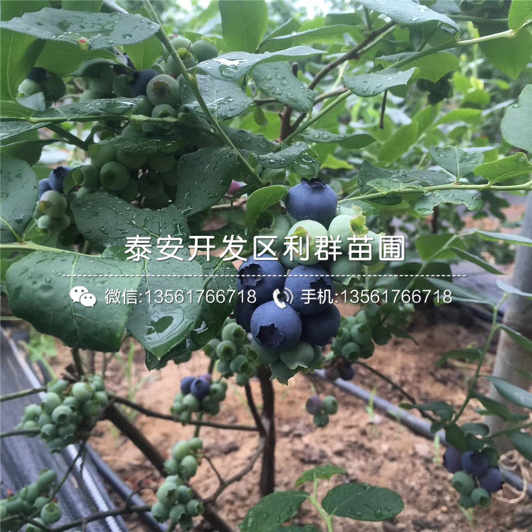2020年4年生蓝莓树苗价格、4年生蓝莓树苗多少钱一棵