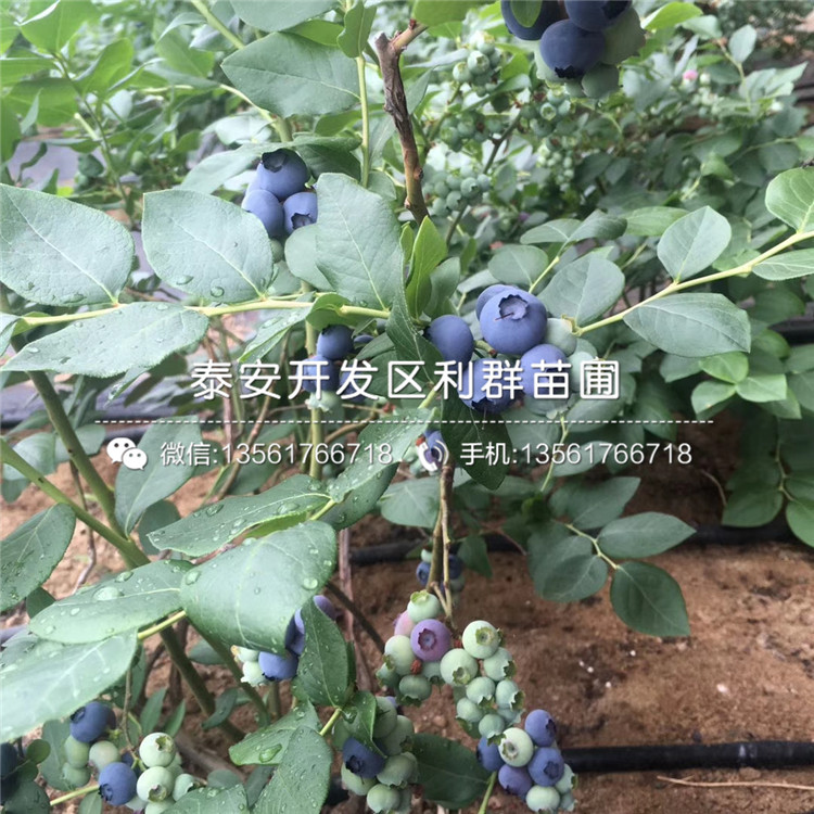 夏普蓝蓝莓树苗、夏普蓝蓝莓树苗新品种