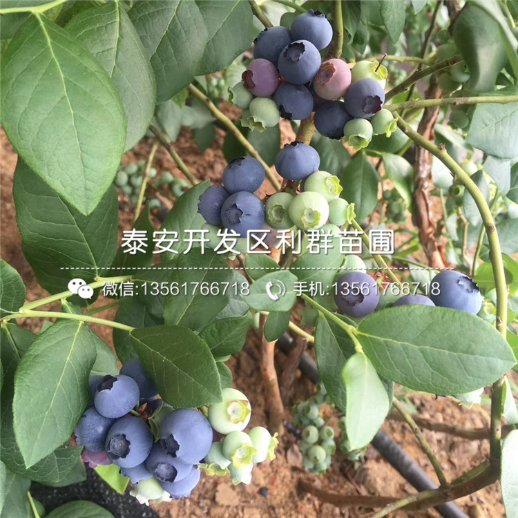 都克藍莓樹苗、都克藍莓樹苗批發(fā)價格