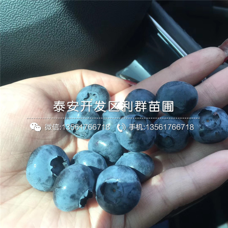 萊克西藍莓苗、萊克西藍莓苗品種