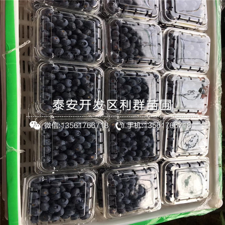山東藍莓樹苗、山東藍莓樹苗批發(fā)基地