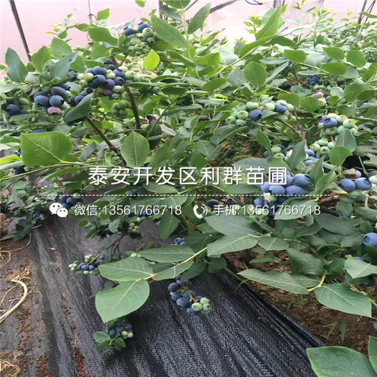 哪里有粉蓝蓝莓树苗、粉蓝蓝莓树苗价格多少