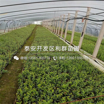 大粒星藍(lán)莓樹(shù)苗、大粒星藍(lán)莓樹(shù)苗品種