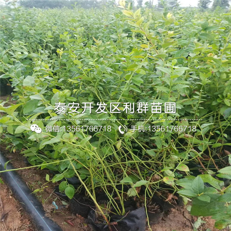 新品種藍(lán)莓苗哪里有賣、新品種藍(lán)莓苗多少錢一棵