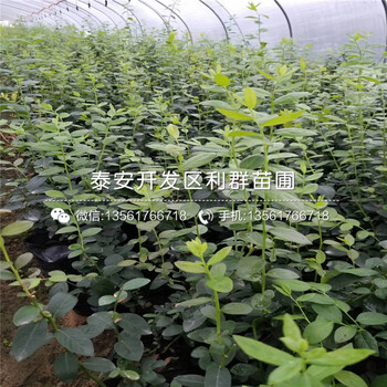 新品種藍(lán)莓苗、新品種藍(lán)莓苗什么價格