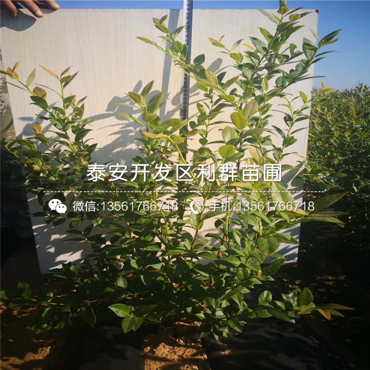 比洛克西藍莓苗出售、比洛克西藍莓苗價格及報價
