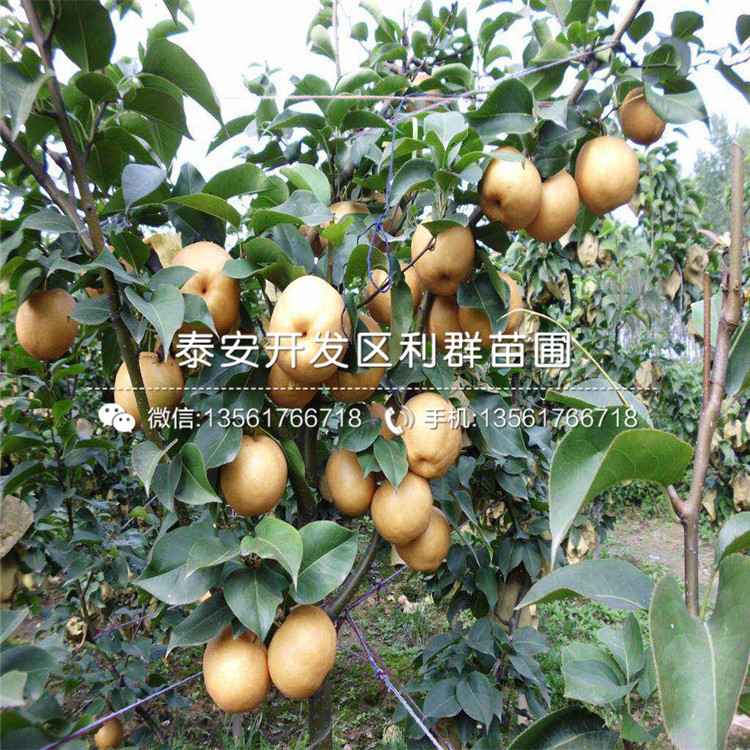 山東1公分梨苗、山東1公分梨苗多少錢一棵
