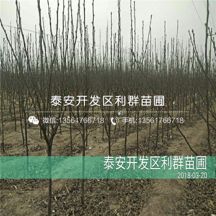 圆黄梨树苗批发价格、2020年圆黄梨树苗价格