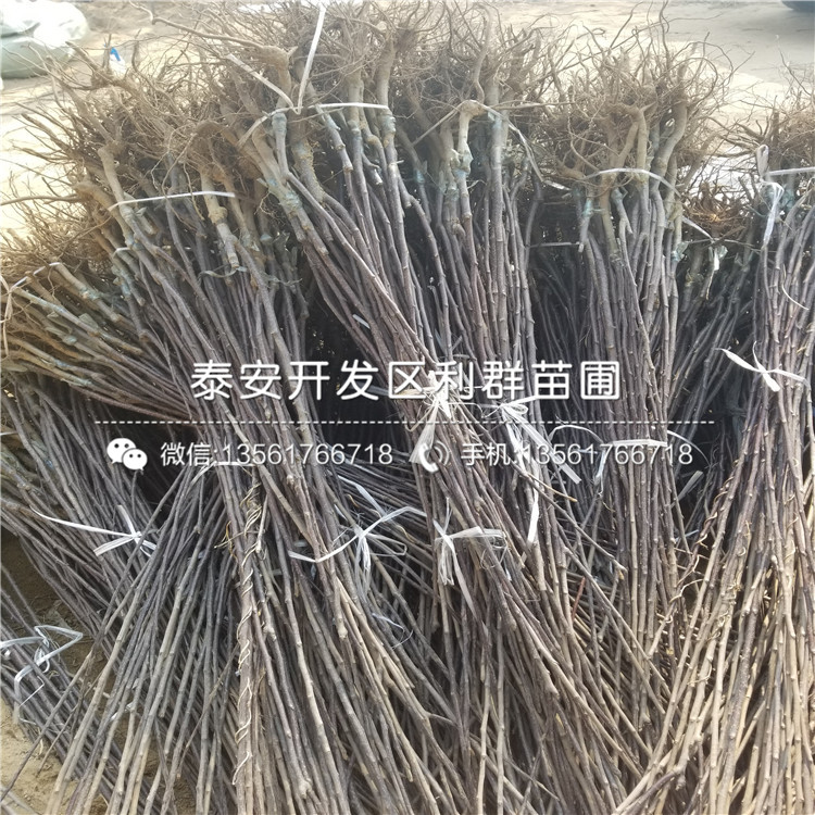 2公分梨苗出售價(jià)格、2公分梨苗多少錢一棵