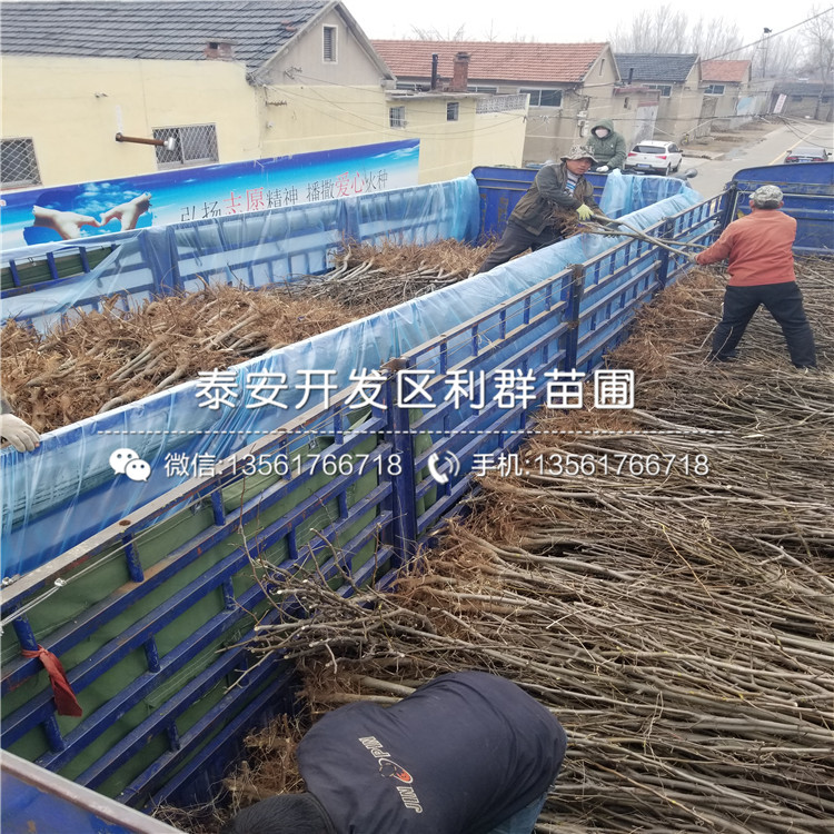 圓黃梨樹苗出售基地、圓黃梨樹苗價格及報價