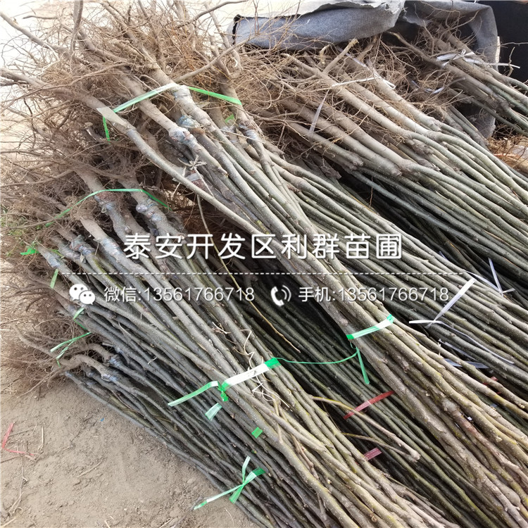 丑梨苗價格、山東丑梨苗