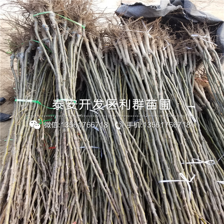 早酥梨樹(shù)苗哪里便宜、早酥梨樹(shù)苗價(jià)格是多少