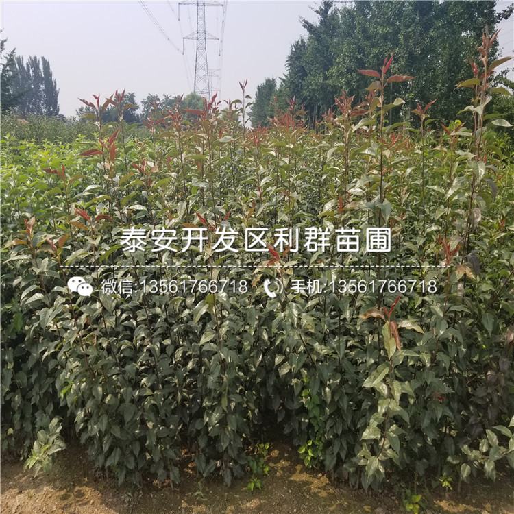 黑梨苗、黑梨苗價格及報價