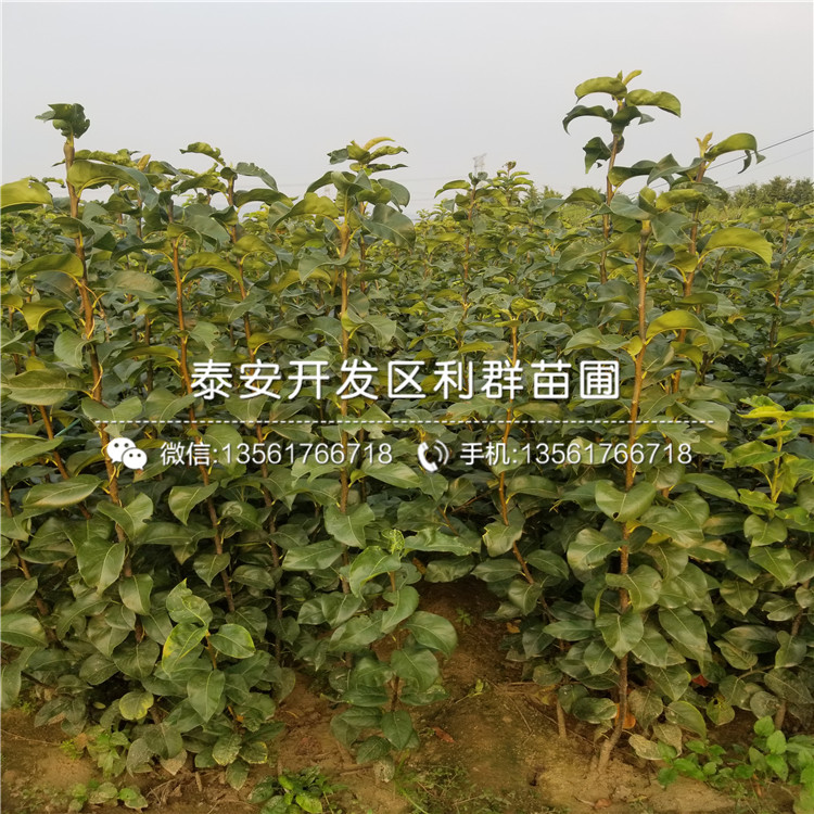 早酥梨樹(shù)苗哪里便宜、早酥梨樹(shù)苗價(jià)格是多少