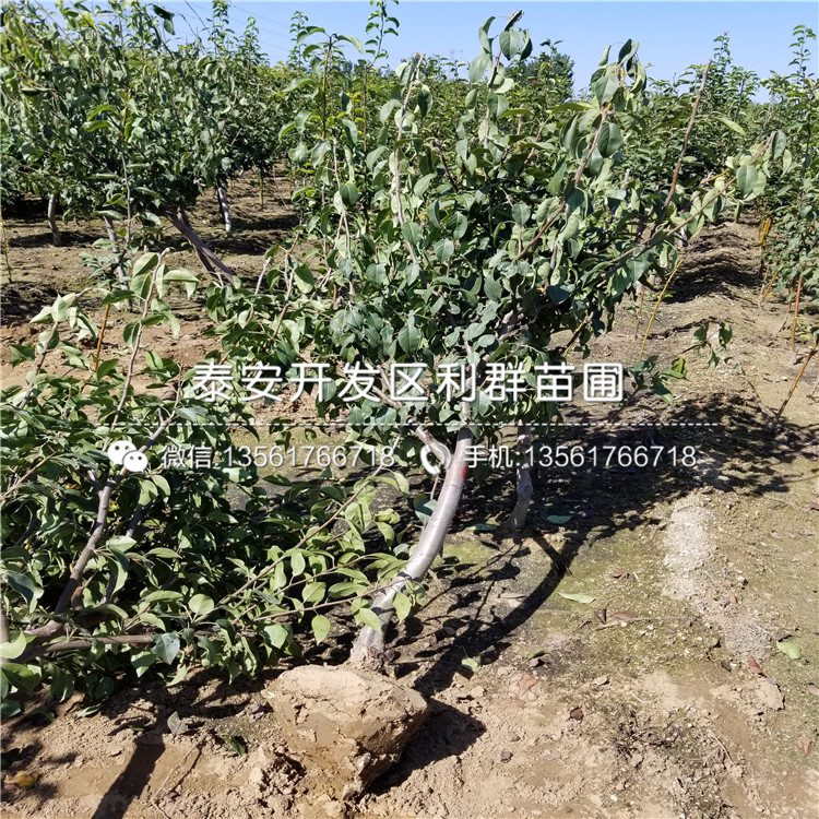 奧紅一號梨樹苗、奧紅一號梨樹苗多少錢