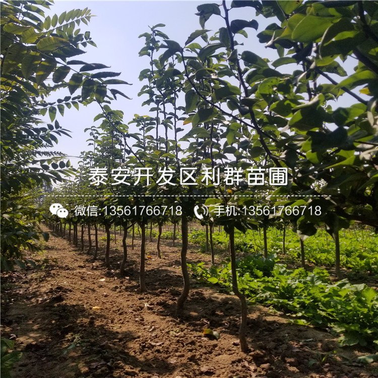 出售紅啤梨樹苗、出售紅啤梨樹苗多少錢一棵