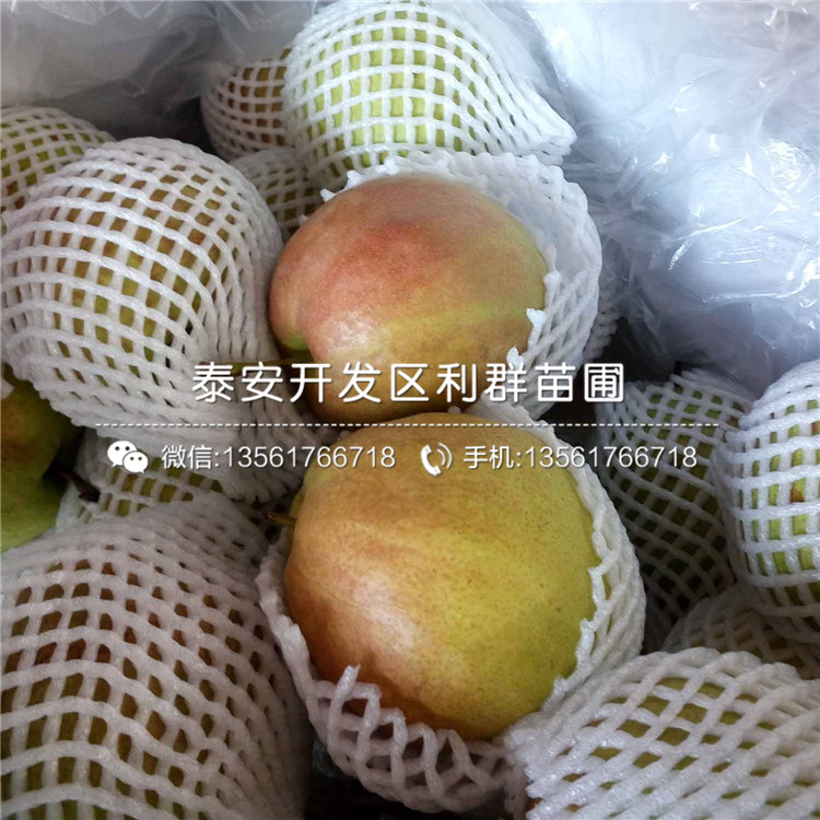 批發(fā)柱狀梨樹(shù)苗、批發(fā)柱狀梨樹(shù)苗多少錢一棵