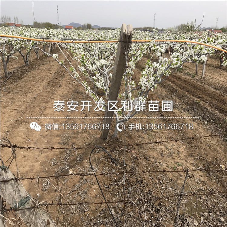 皇冠梨樹(shù)苗、皇冠梨樹(shù)苗每日?qǐng)?bào)價(jià)