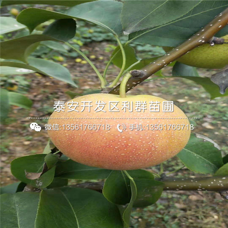 批發(fā)紅梨一號(hào)梨樹苗、批發(fā)紅梨一號(hào)梨樹苗多少錢一棵