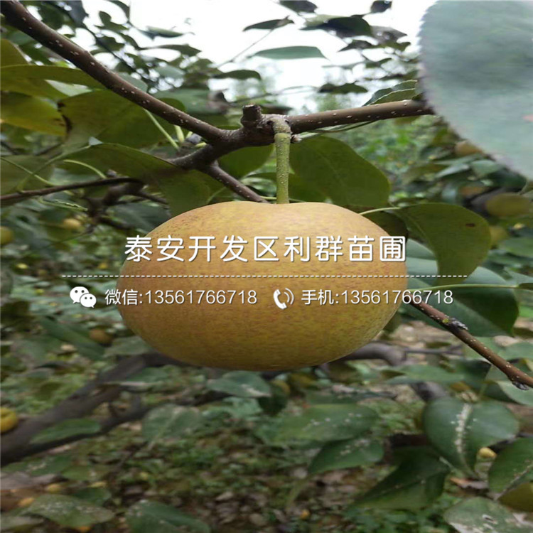 早酥紅梨苗、早酥紅梨苗基地