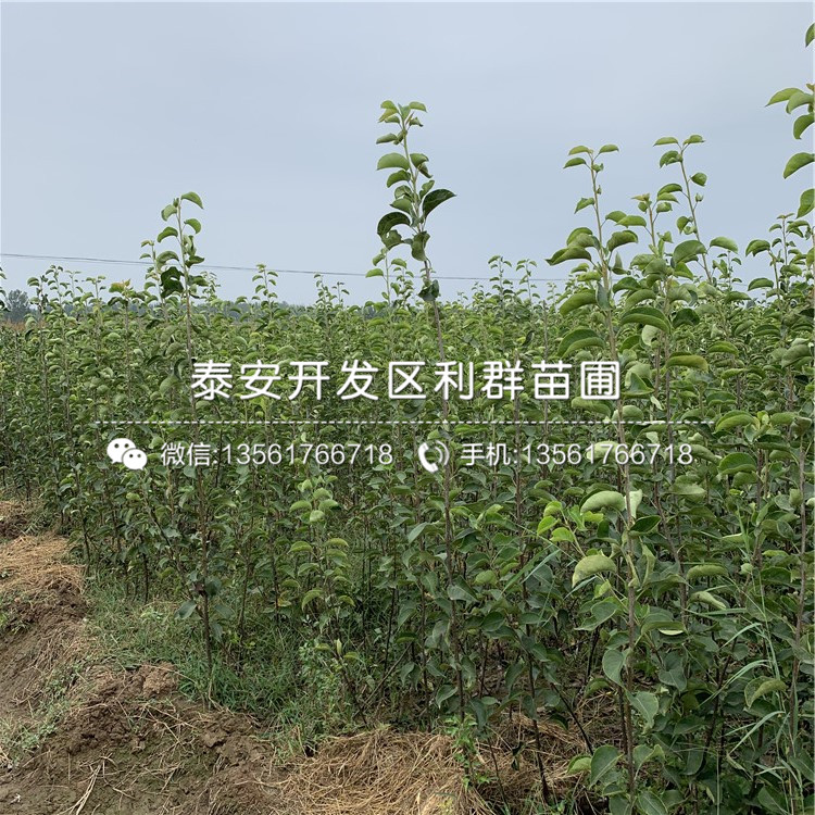 丑梨樹苗、丑梨樹苗出售