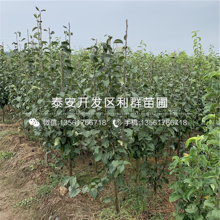 皇冠梨樹苗多少錢一棵、2020年皇冠梨樹苗價(jià)格