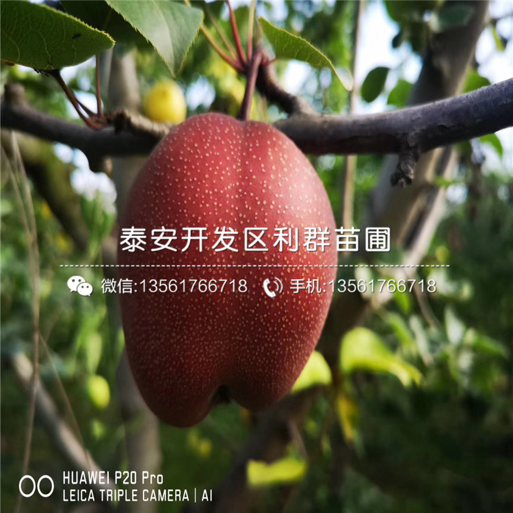 出售梨苗、梨苗價格