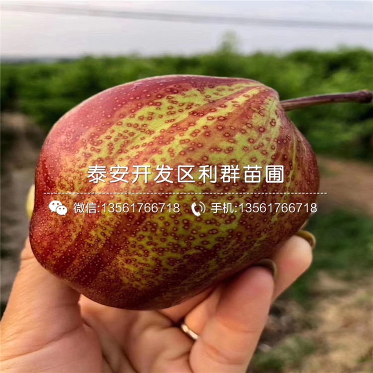 2公分梨樹苗出售、2公分梨樹苗價格