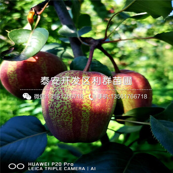 丑梨樹苗價格、丑梨樹苗報價