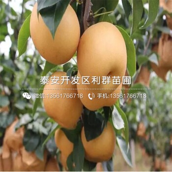 紅太陽(yáng)梨樹苗、紅太陽(yáng)梨樹苗批發(fā)基地