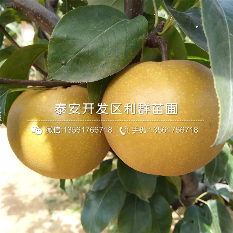 紅香酥梨樹苗、紅香酥梨樹苗報價及價格