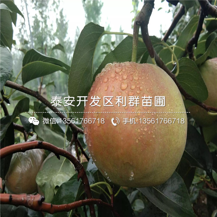 山東1公分梨苗、山東1公分梨苗多少錢一棵