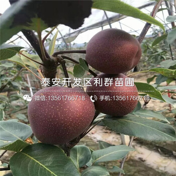 梨苗、梨苗出售價格