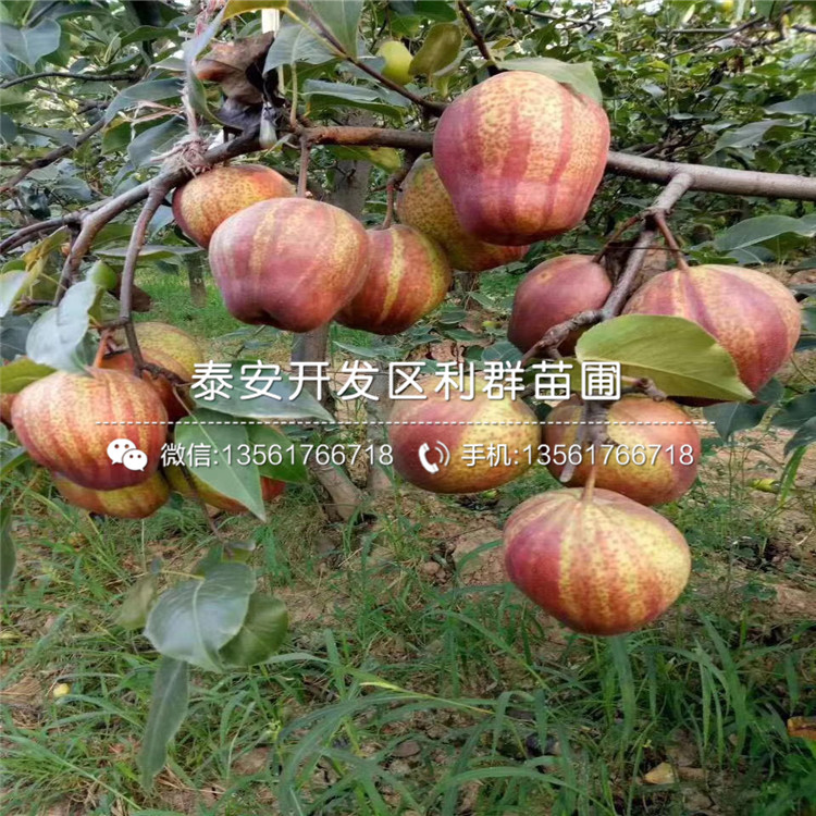 梨苗、梨苗出售