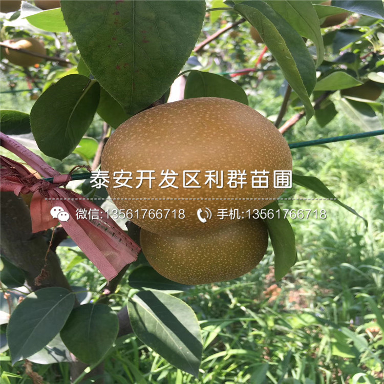 出售紅啤梨樹苗、出售紅啤梨樹苗多少錢一棵