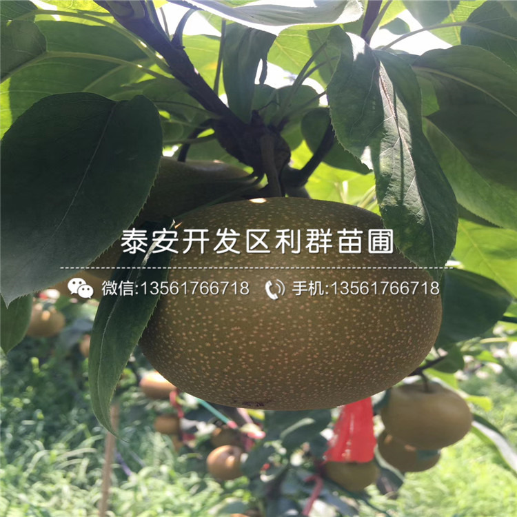 山東夏玉梨樹(shù)苗、山東夏玉梨樹(shù)苗基地