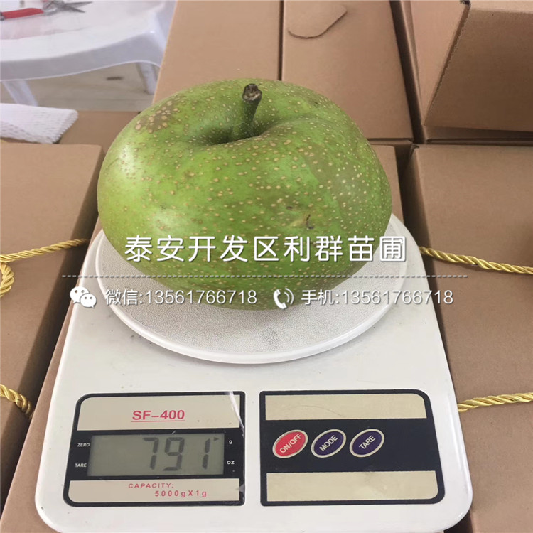 2020年5公分梨苗、5公分梨苗價(jià)格多少