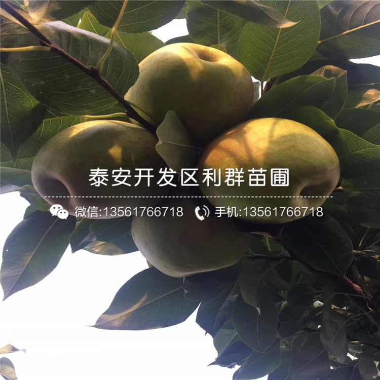 山東秋月梨苗、秋月梨苗基地
