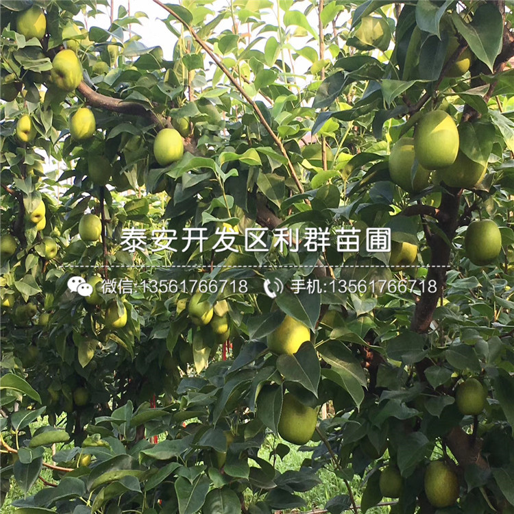 秋月梨苗、秋月梨苗價(jià)格多少