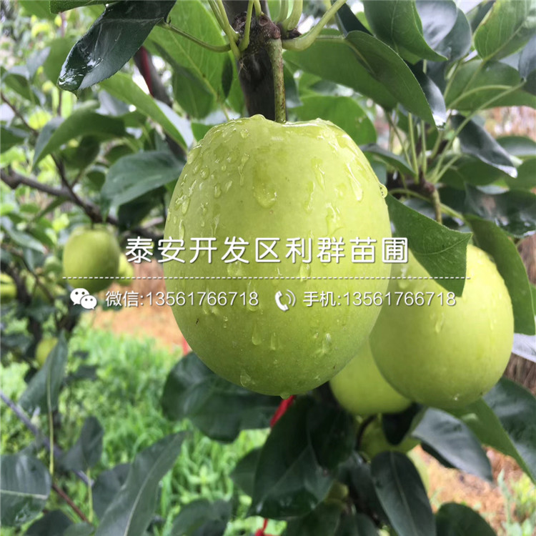 奧紅梨樹苗基地、奧紅梨樹苗價格及報價