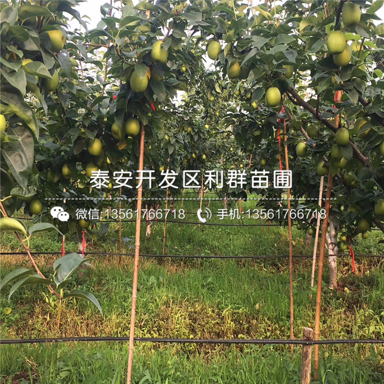 全紅梨樹苗、全紅梨樹苗每日報價