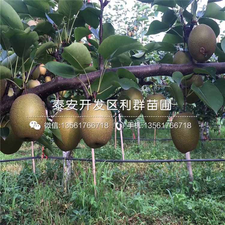 出售梨樹(shù)苗價(jià)格、2020年出售梨樹(shù)苗價(jià)格