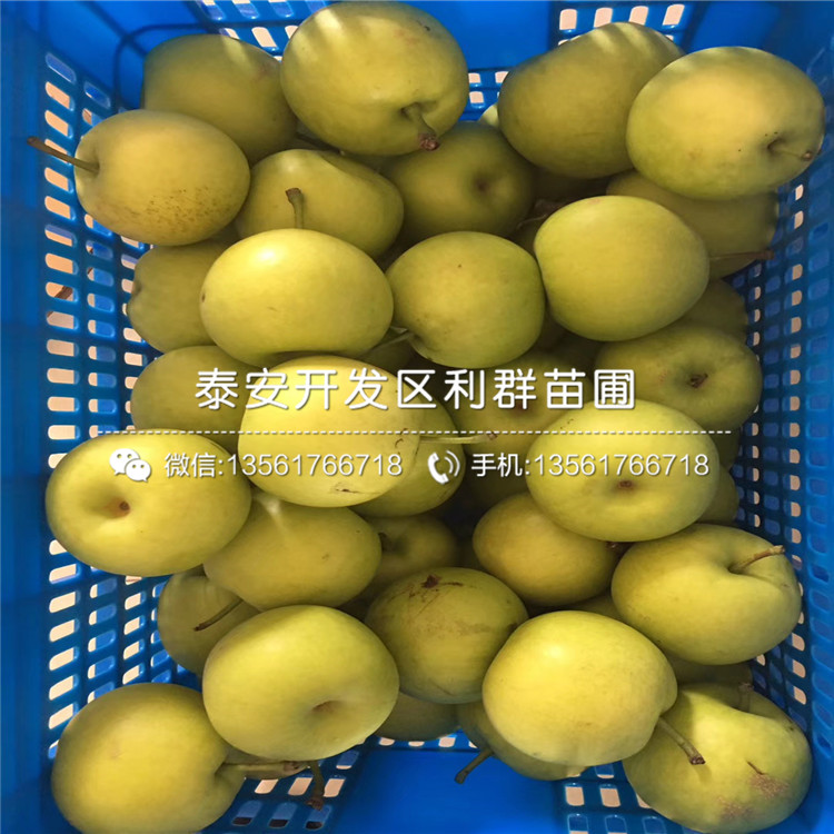 哪里有丑梨苗、丑梨苗價格多少