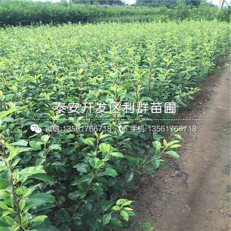 出售翠冠梨樹苗、翠冠梨樹苗基地